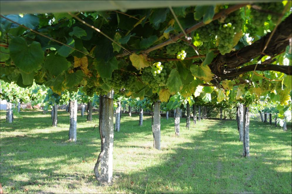 Columna, 'Granito' Albariño 2021