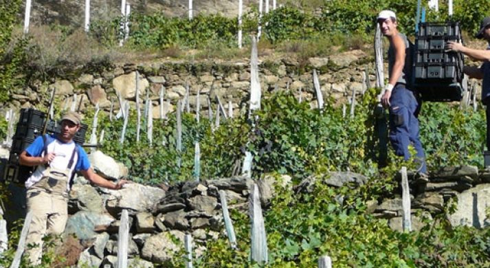 Sandro Fay, ’il Glicine’ Valtellina Superiore Sassella 2019