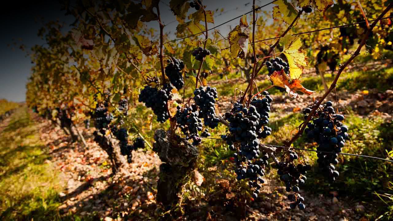 Domaine de Noiré, ‘Soif de Tendresse’ 2020